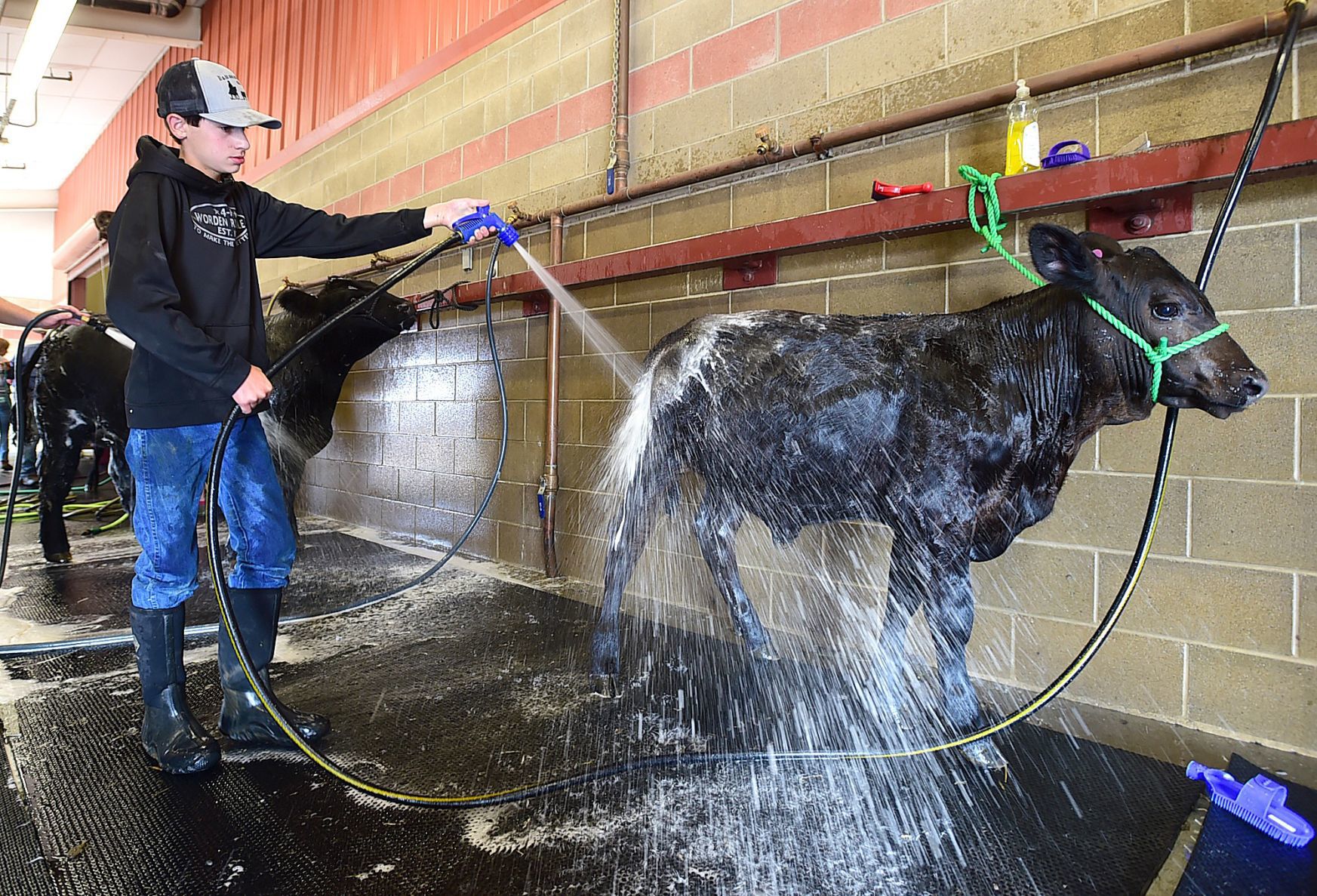 Fair cattle washing